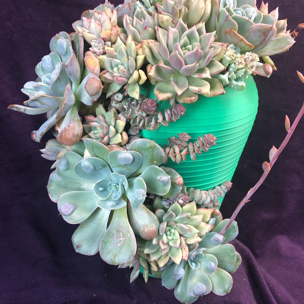 Green Cascading Succulent Decor Accent